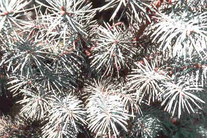 Pseudotsuga menziesii 