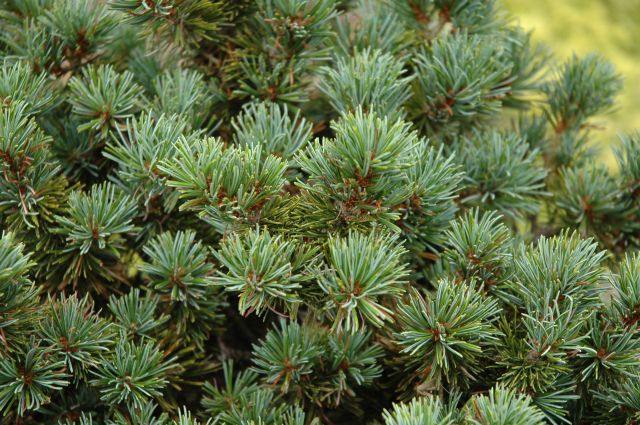 Pinus parviflora 