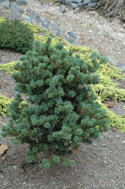 Pinus parviflora 
