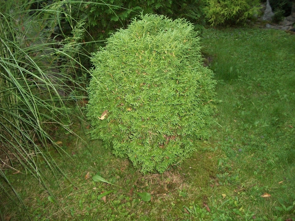 Thuja occidentalis 