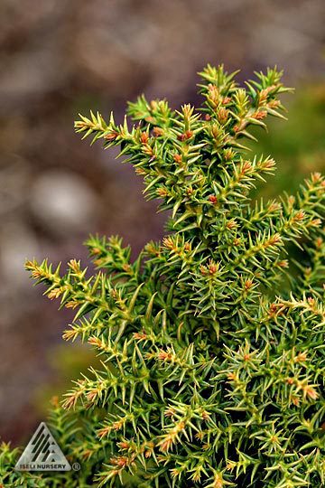 Cryptomeria japonica 