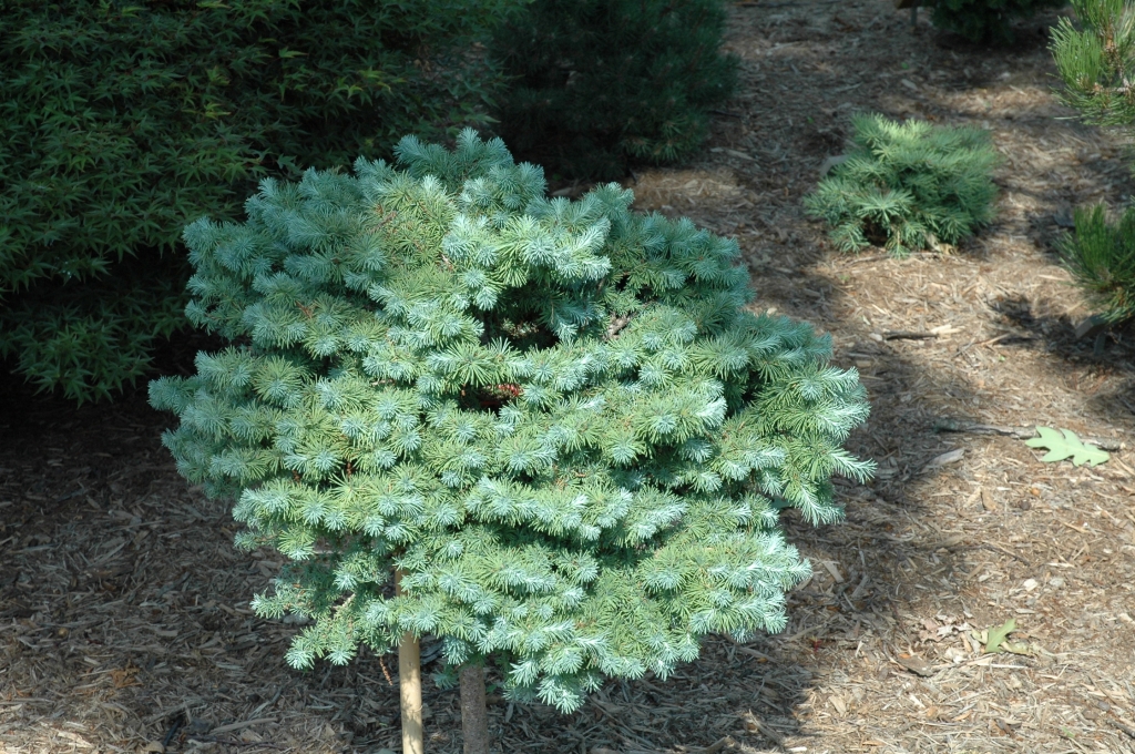 Larix kaempferi 