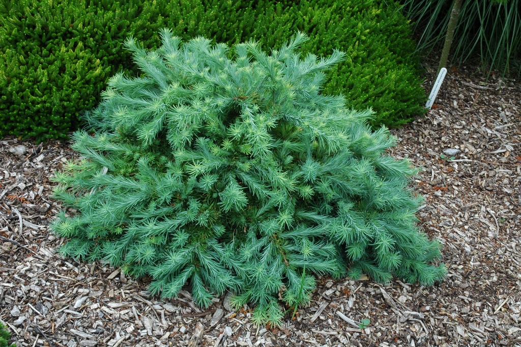 Larix kaempferi 