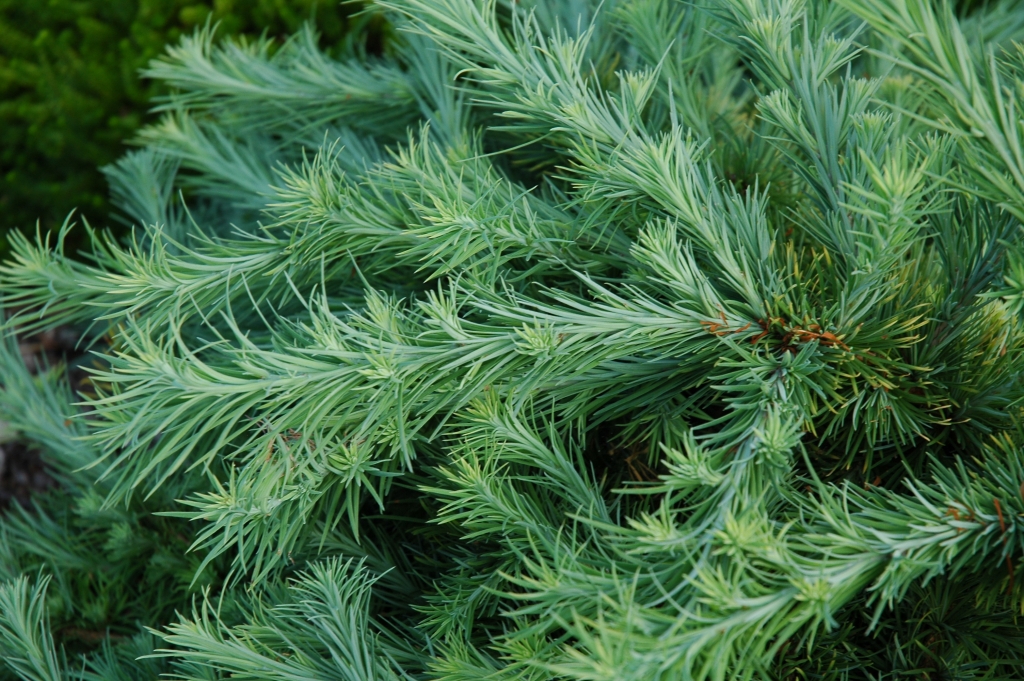 Larix kaempferi 