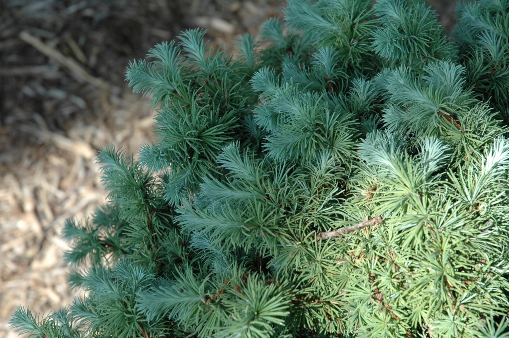 Larix kaempferi 