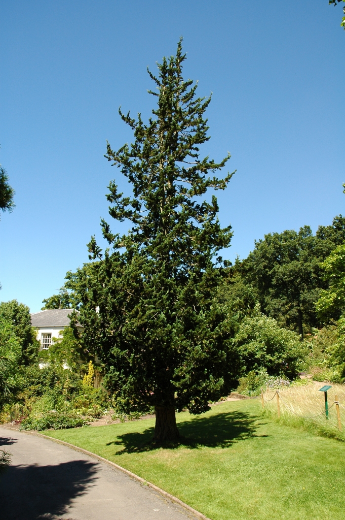 Chamaecyparis lawsoniana 