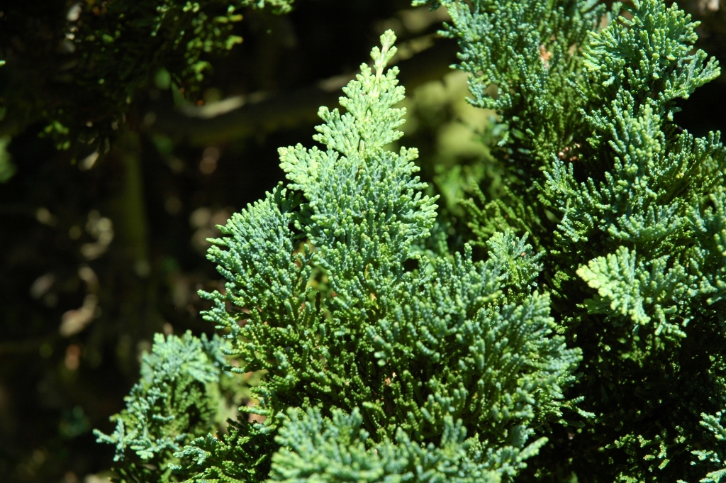 Chamaecyparis lawsoniana 