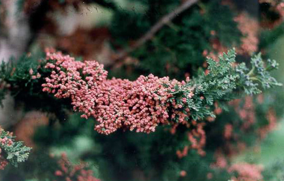 Chamaecyparis lawsoniana 