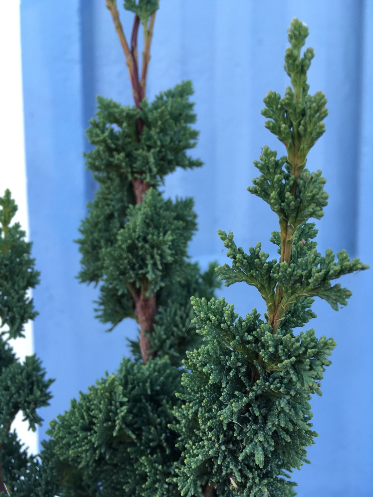 Chamaecyparis lawsoniana 