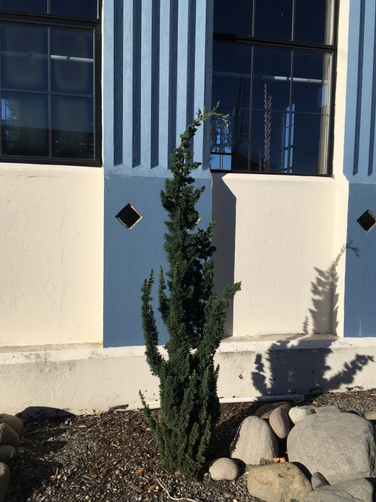 Chamaecyparis lawsoniana 