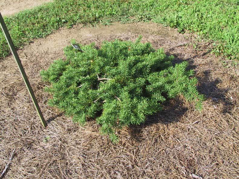 Pinus banksiana 