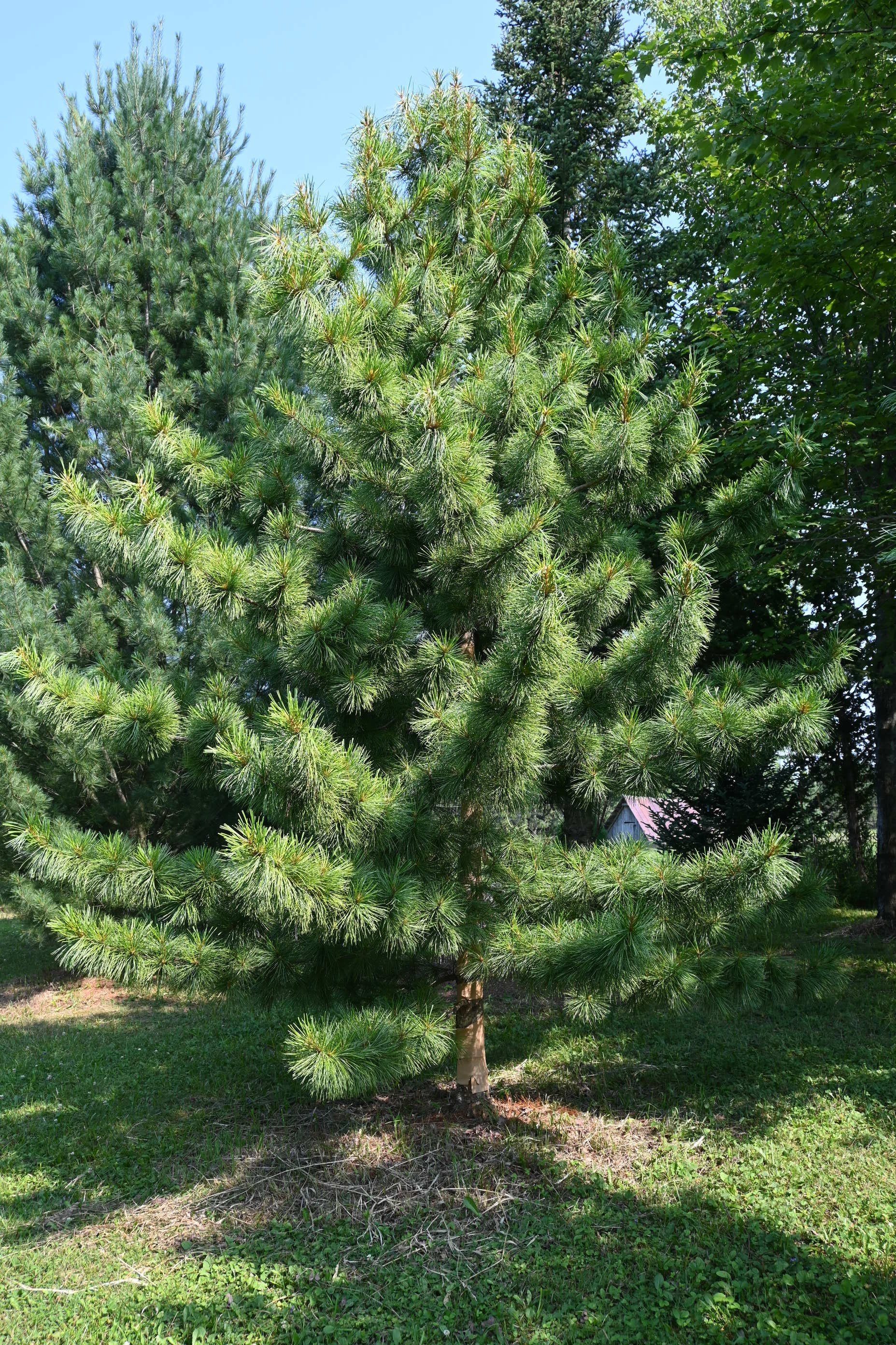 Pinus koraiensis 