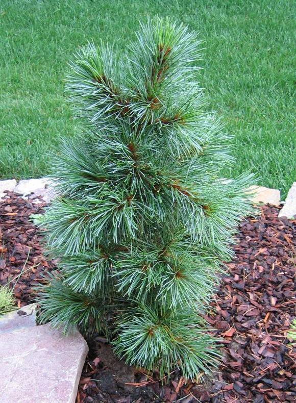 Pinus koraiensis 