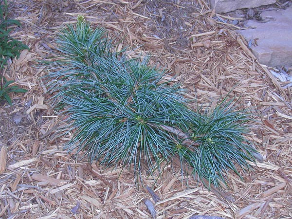 Pinus koraiensis 