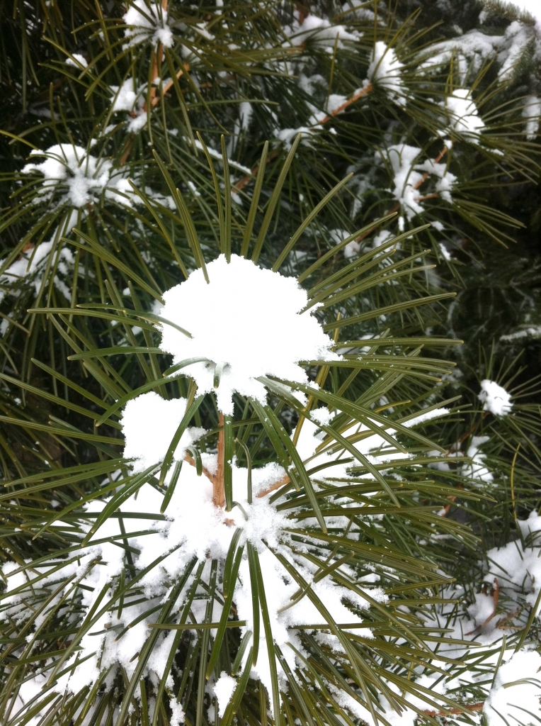 Sciadopitys verticillata 