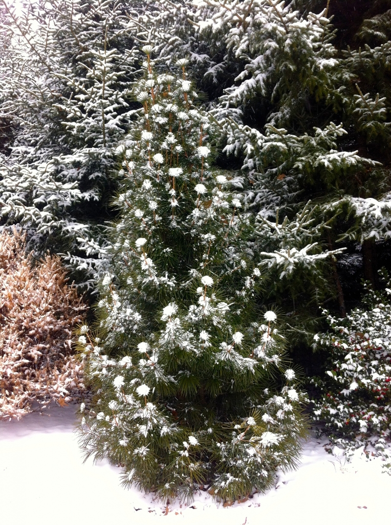 Sciadopitys verticillata 