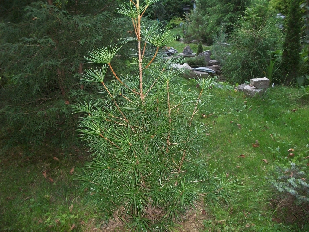 Sciadopitys verticillata 