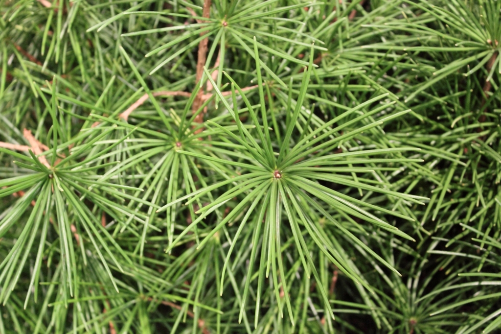 Sciadopitys verticillata 