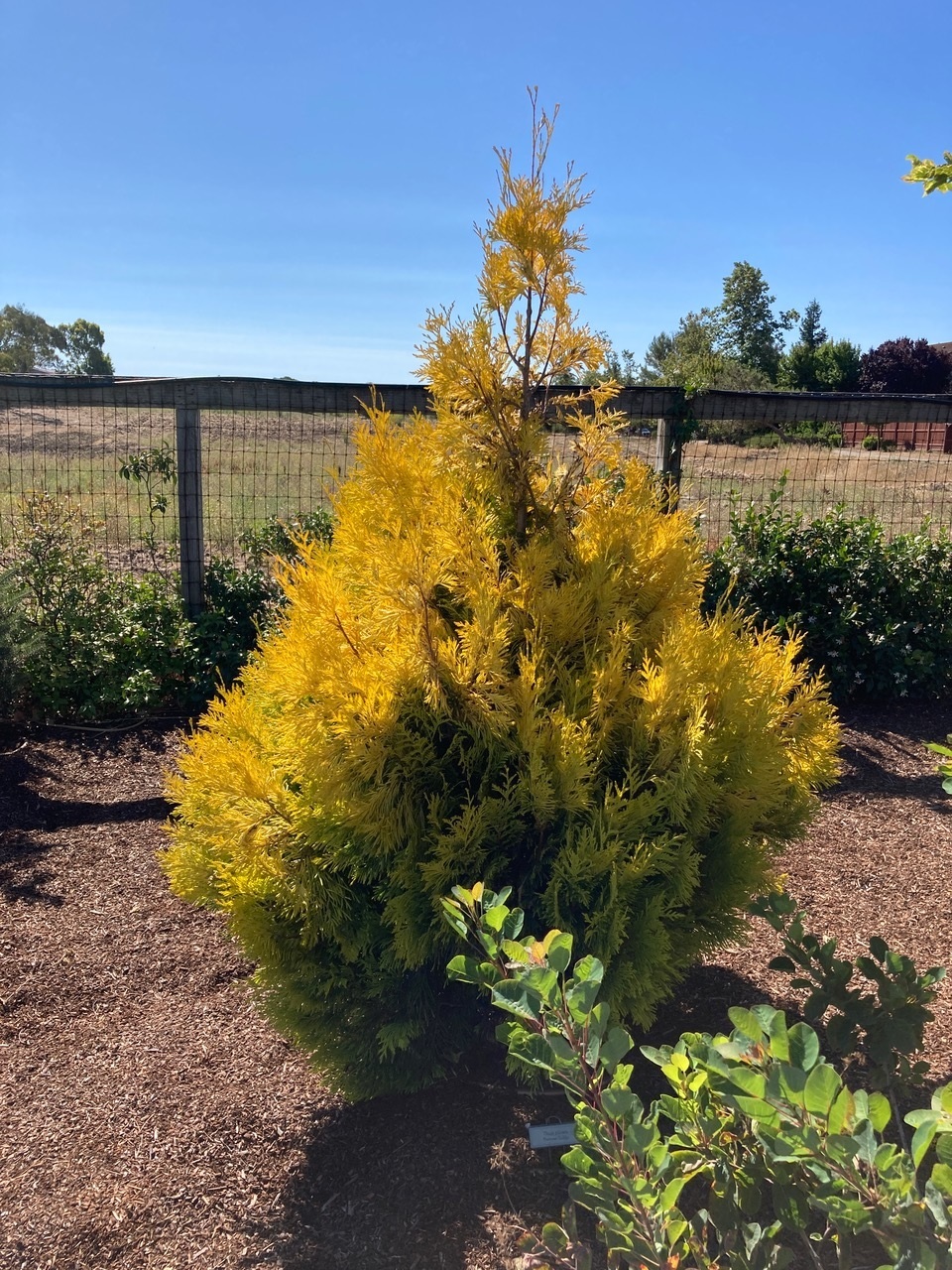 Thuja plicata 