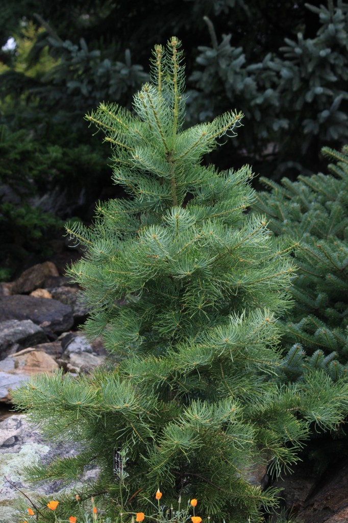 Abies concolor 