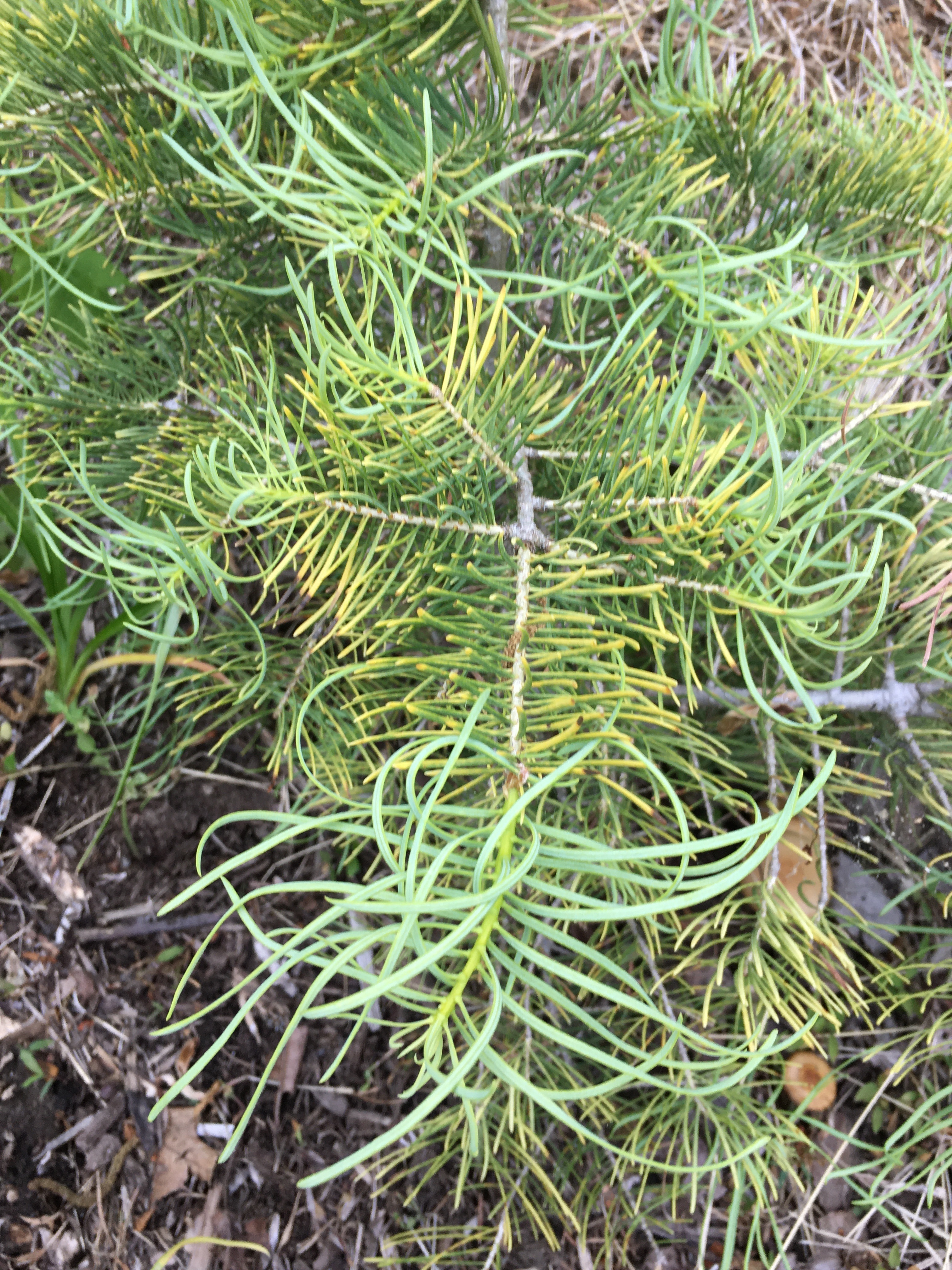 Abies concolor 