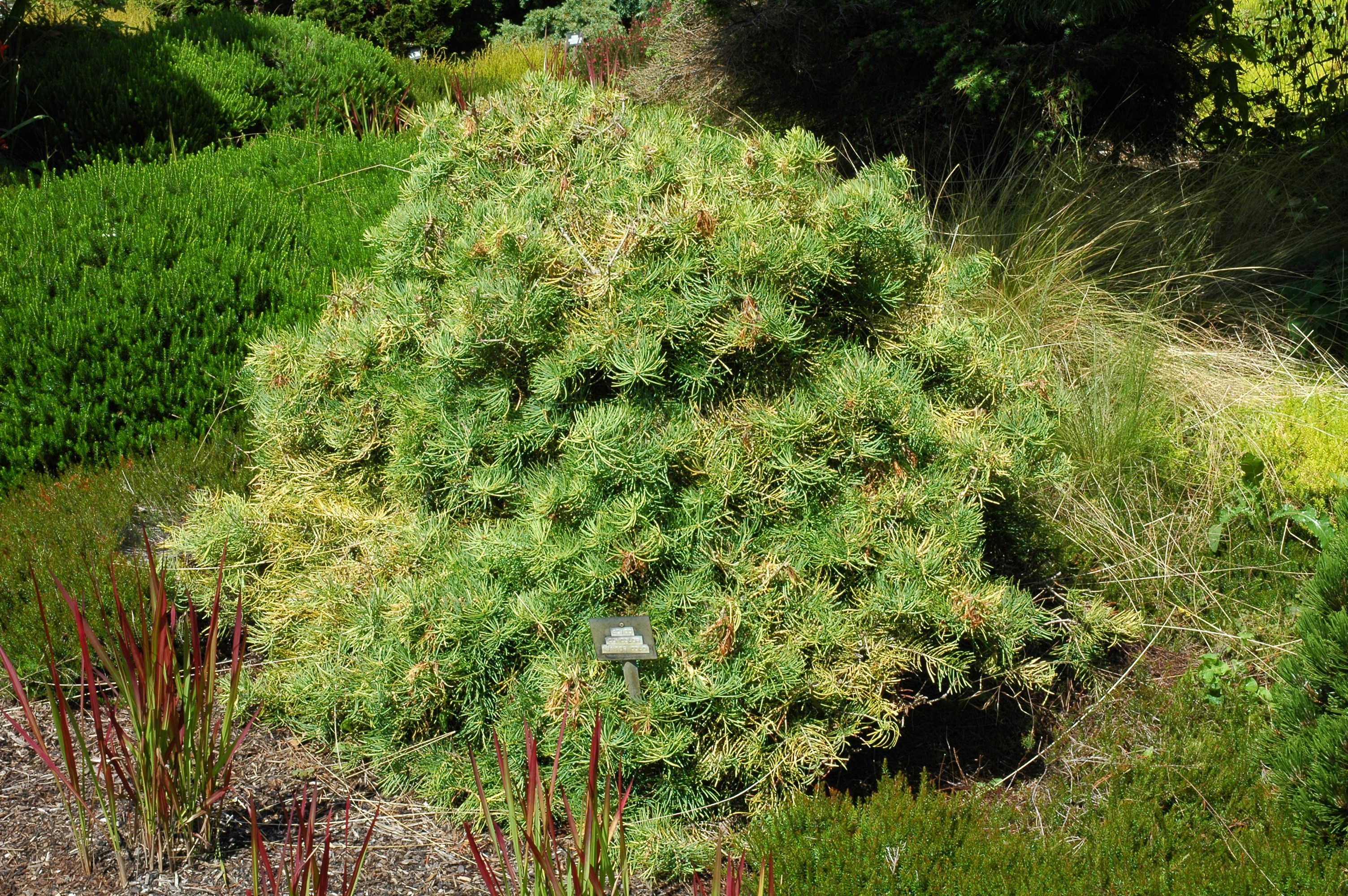 Abies concolor 