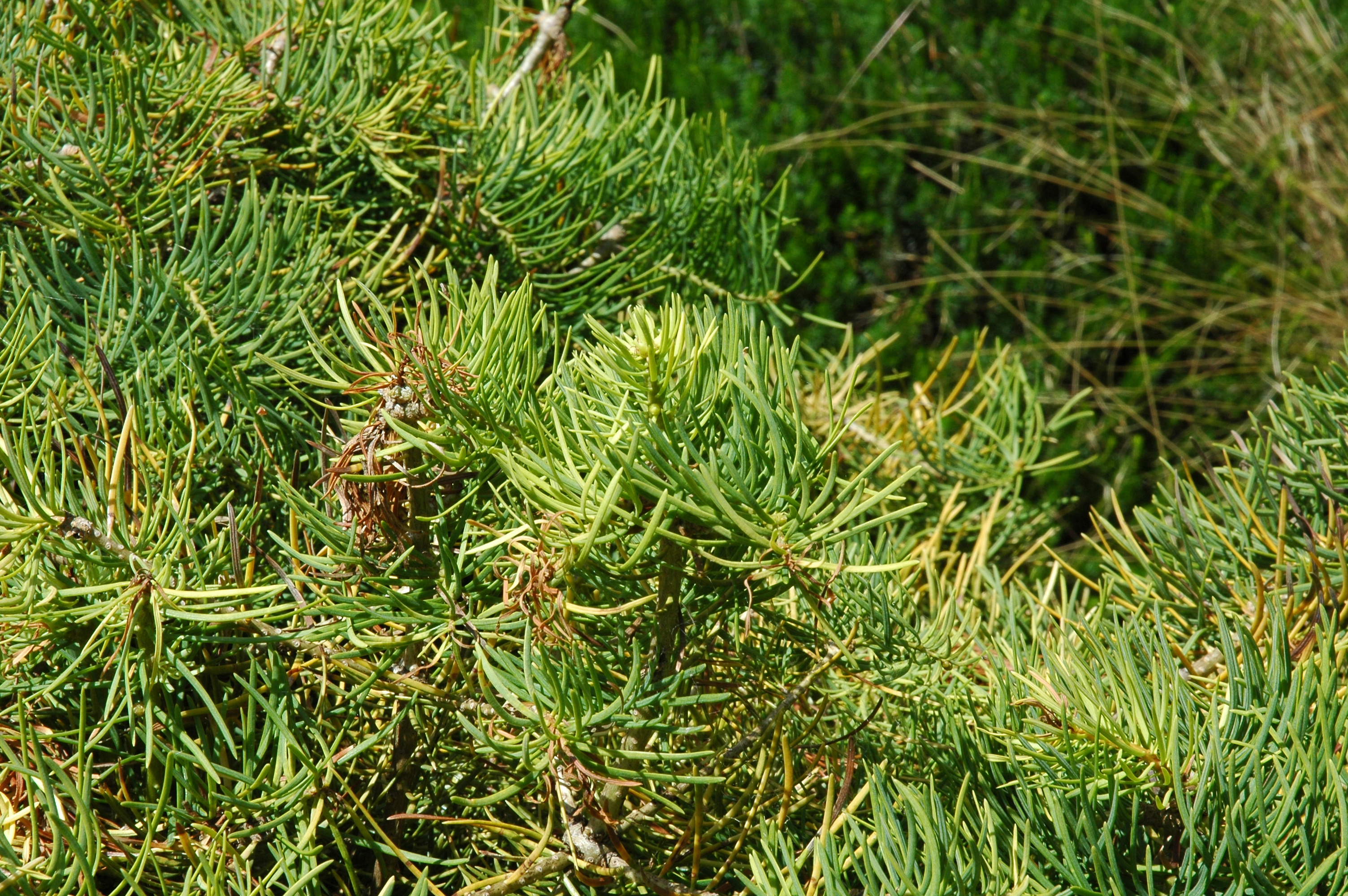 Abies concolor 