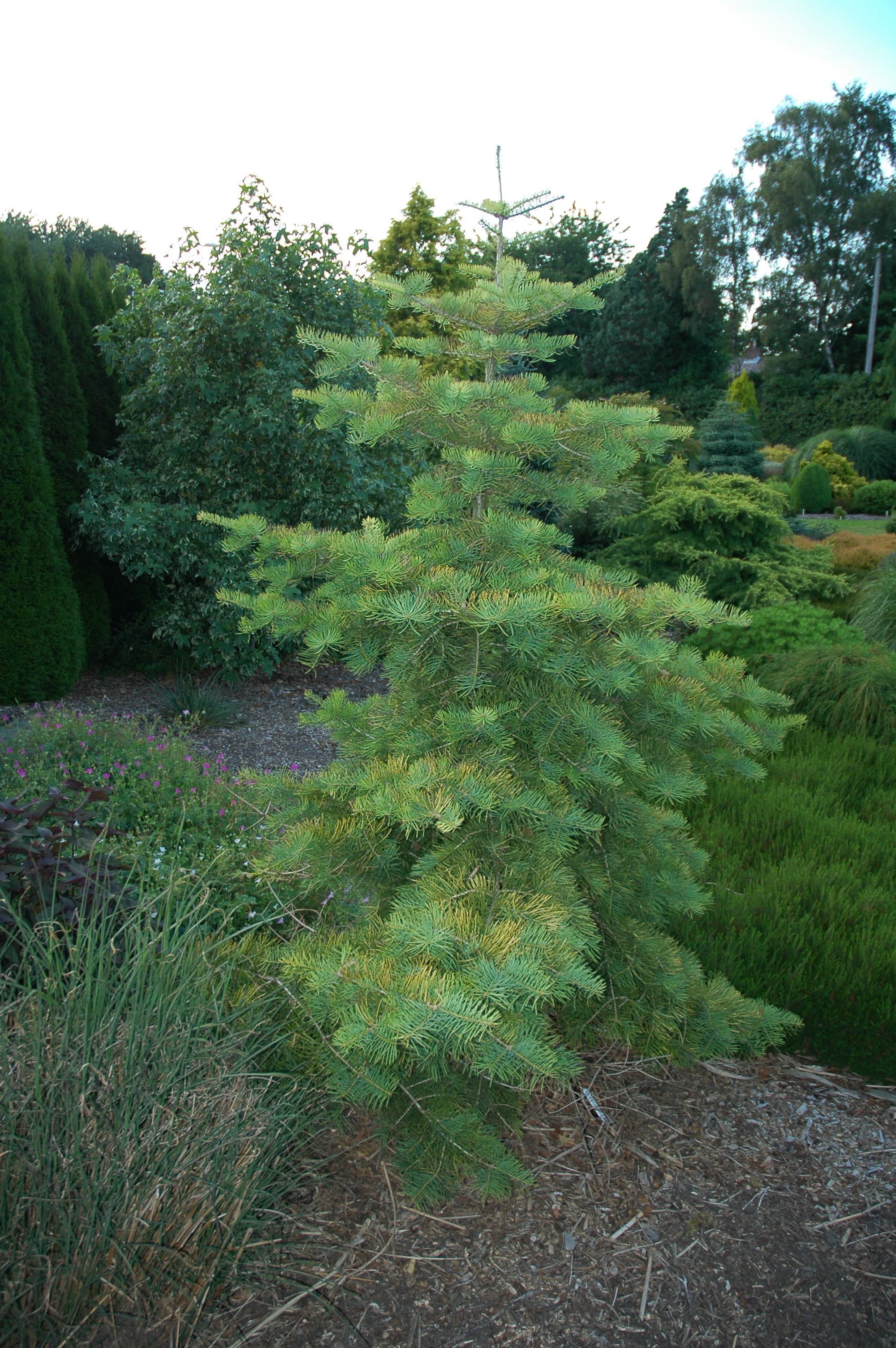 Abies concolor 