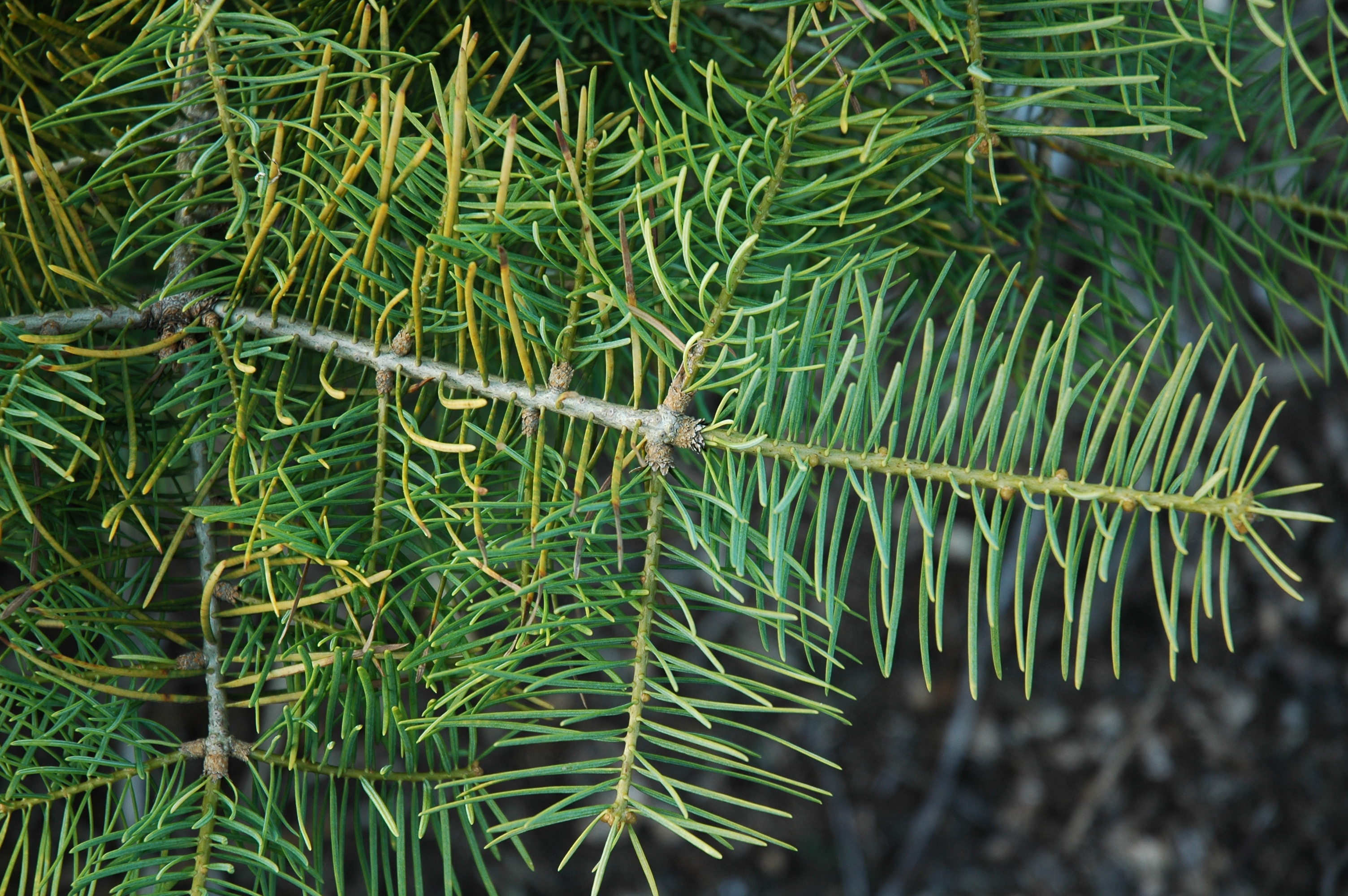 Abies concolor 
