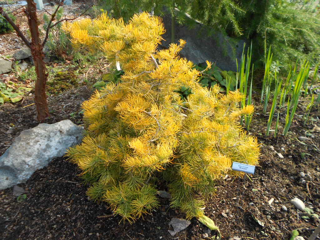 Abies concolor 