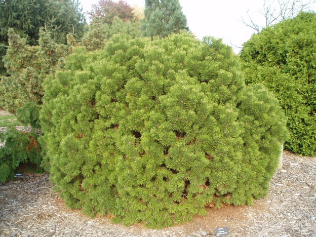 Pinus mugo 