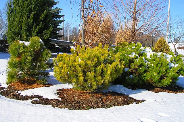 Pinus mugo 
