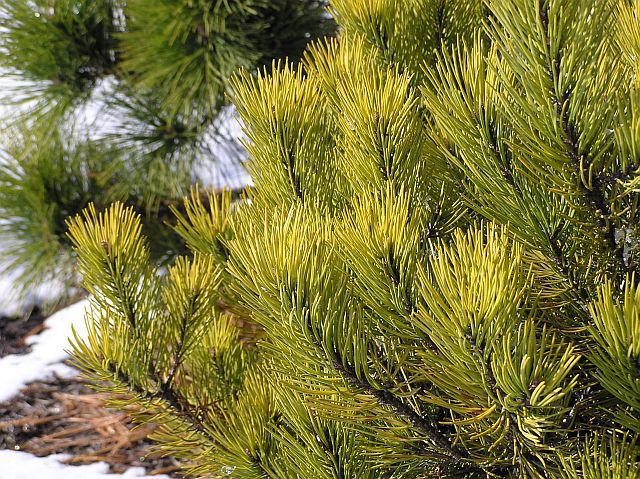 Pinus mugo 