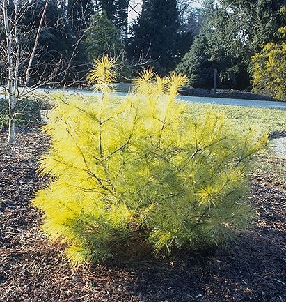 Pinus strobus 
