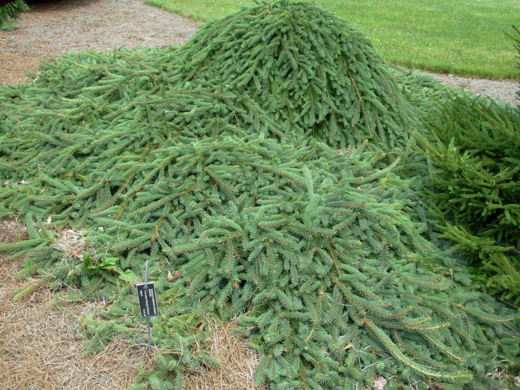 Picea abies 