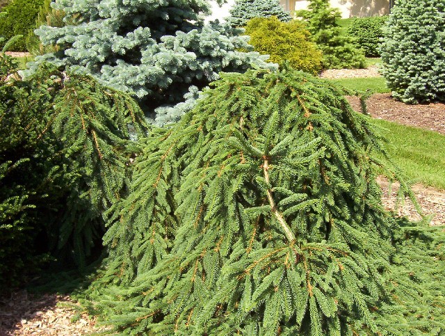 Picea abies 