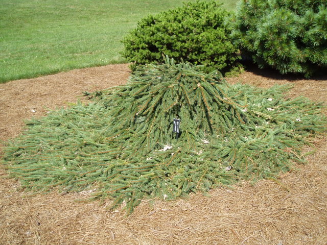 Picea abies 