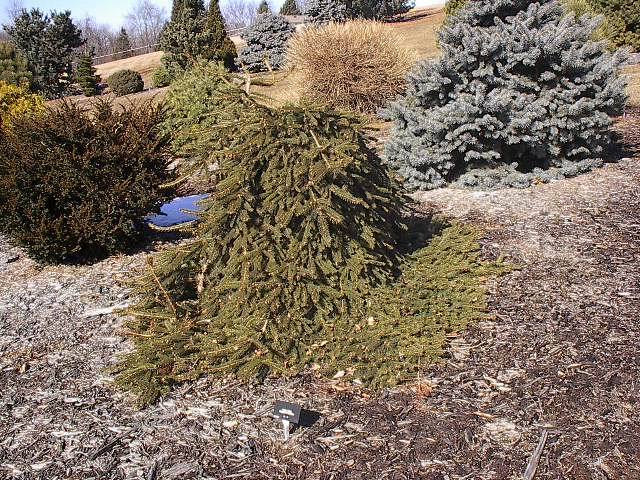 Picea abies 