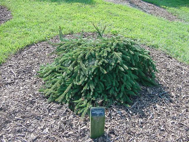 Picea abies 