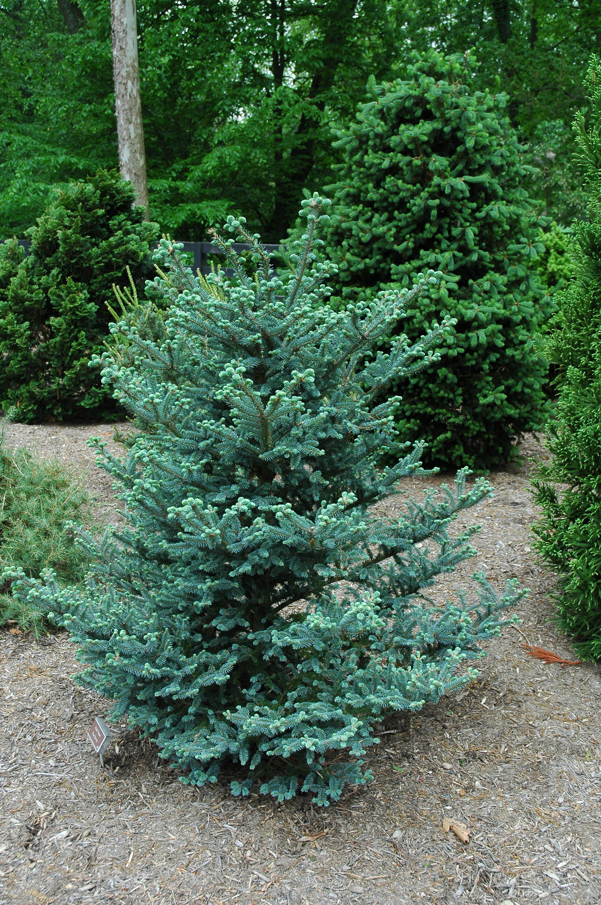 Abies fraseri 