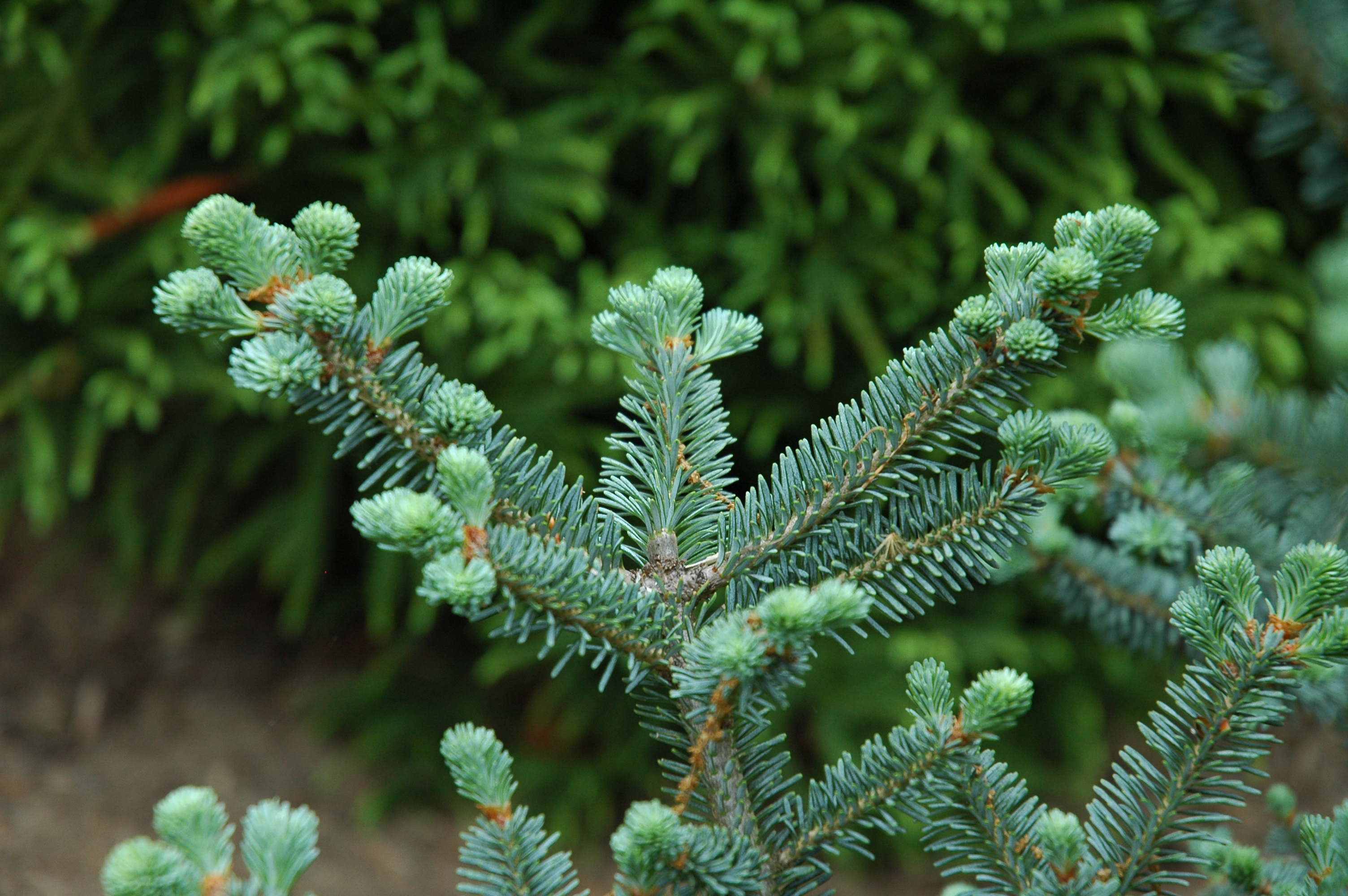 Abies fraseri 