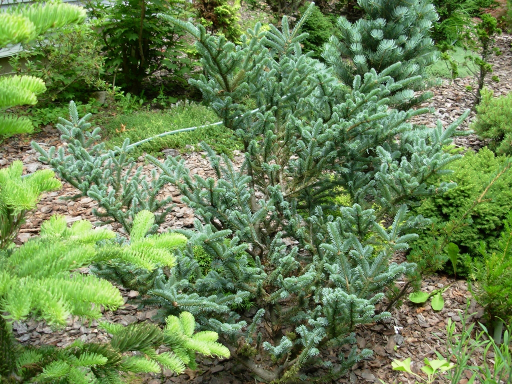 Abies fraseri 