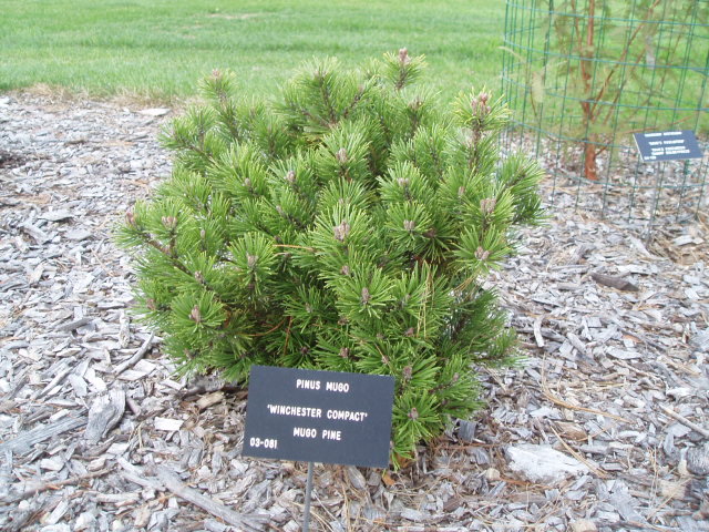 Pinus mugo 