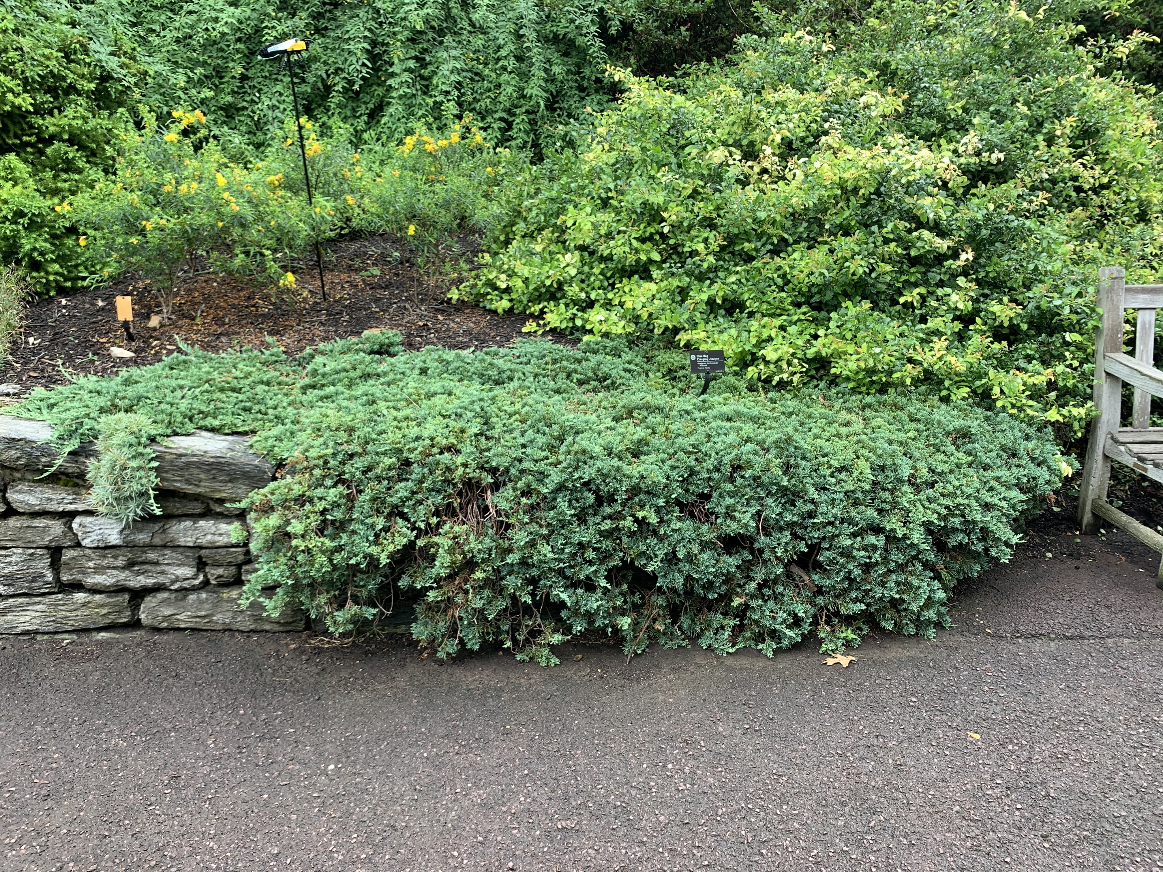 Juniperus horizontalis 