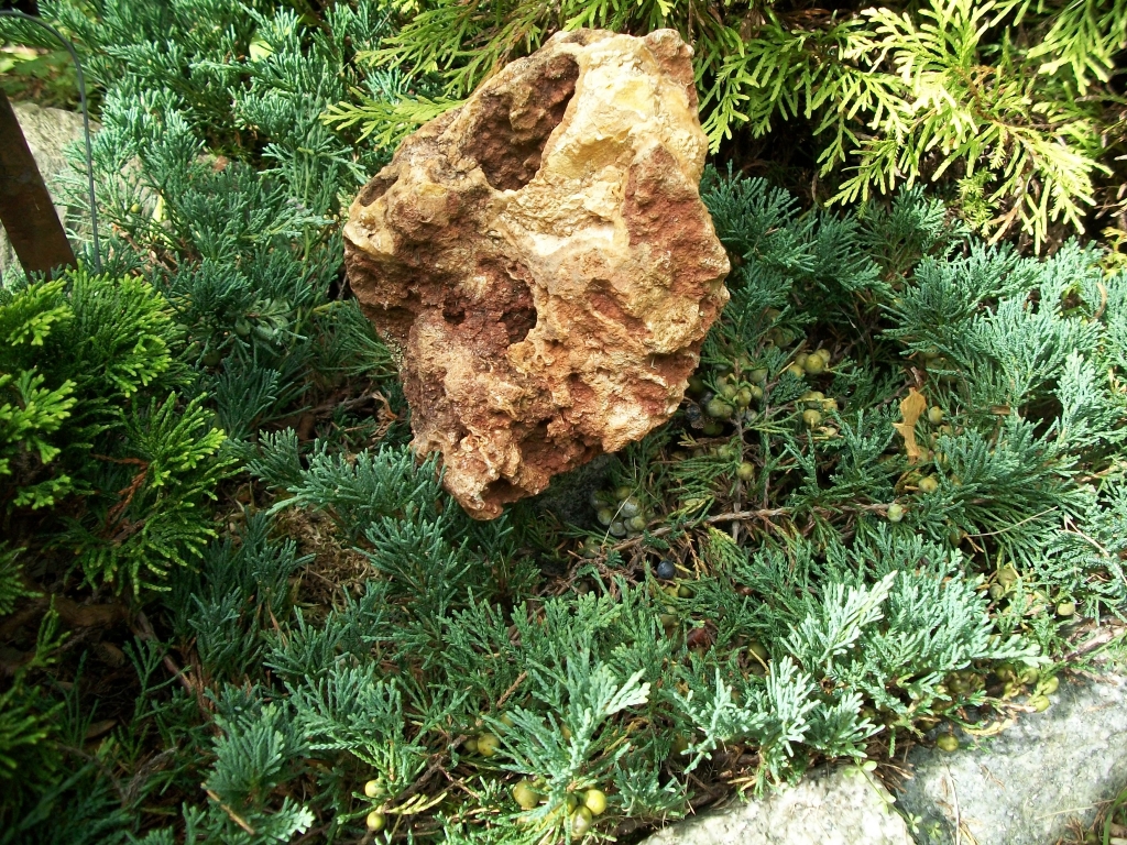 Juniperus horizontalis 