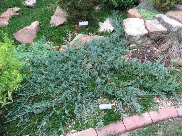 Juniperus horizontalis 