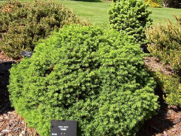 Picea abies 