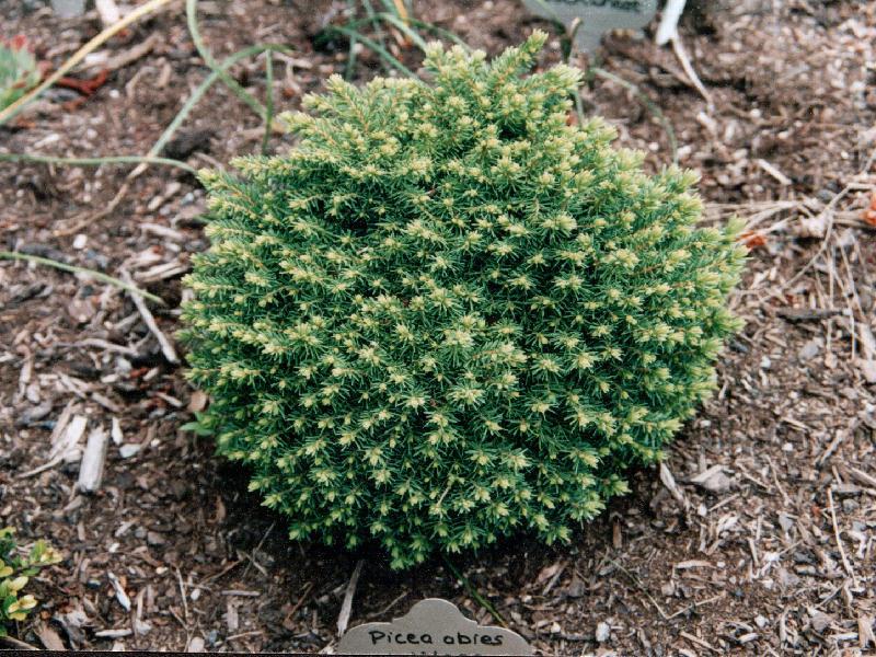 Picea abies 