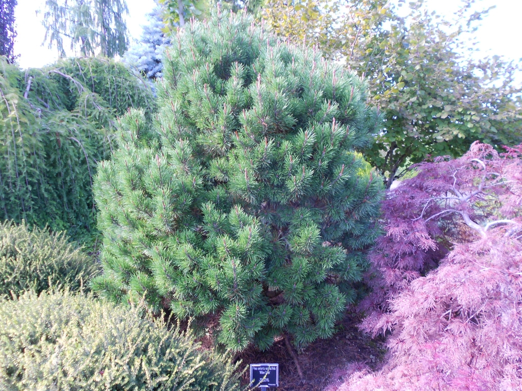Pinus contorta 