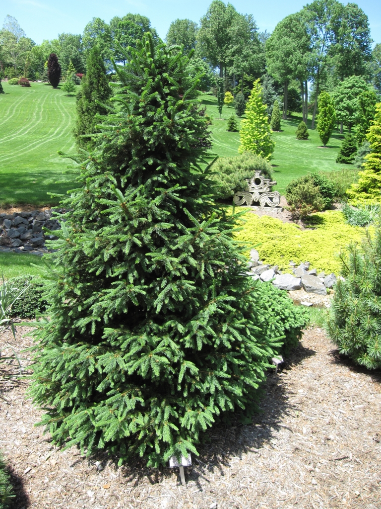 Picea abies 